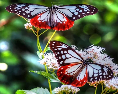 Виды бабочек: 🦋 фото с названиями и описанием бабочек России