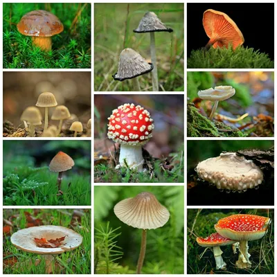 Грибы виды несъедобных грибов - фото и картинки: 70 штук
