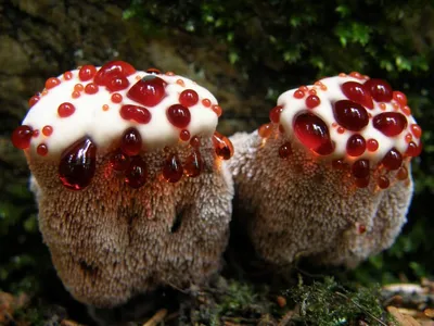 Самые необычные грибы - KnowHow