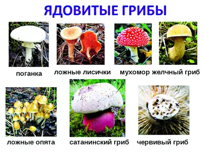 Несъедобные грибы Пензенской области - 43 фото