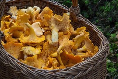 Медики рассказали, какие виды грибов полезны для организма - Волга-медиа