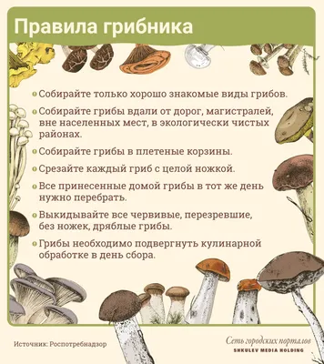 Польза и вред грибов для организма человека: какие грибы как правильно  готовить для еды - 14 августа 2021 - Фонтанка.Ру