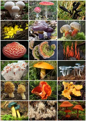 [53+] Виды грибов с фото