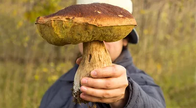 Кому нельзя есть грибы, как готовить грибы для лучшего усвоения, опасны ли  сырые грибы — читать на Gastronom.ru