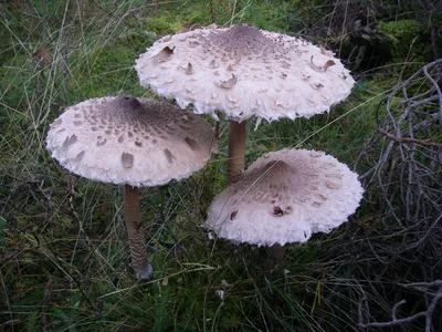 В Елабуге изучают виды грибов | Грибник России