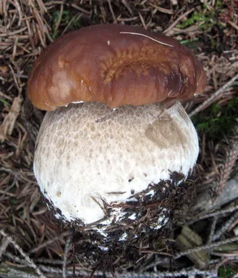 Популярные съедобные грибы. Фото, названия и описание. — Ботаничка