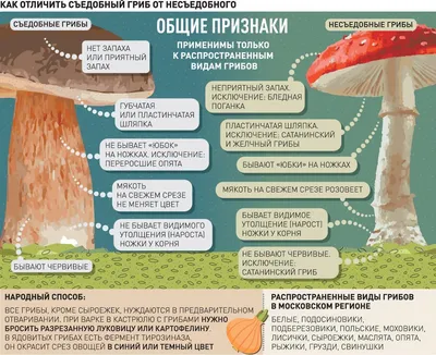 Как смартфон помогает искать грибы - Российская газета
