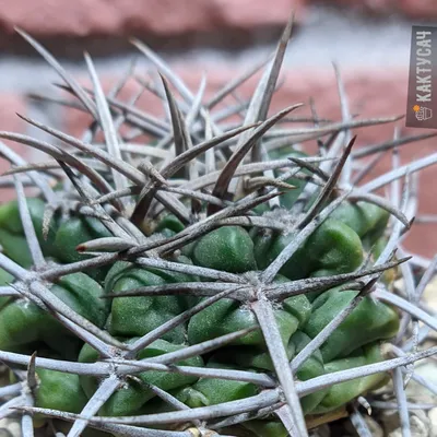 10 фото колючек кактусов из моей коллекции и немного фактов о том, зачем кактусам  колючки | Кактусач | Дзен