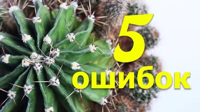 Полив кактусов и суккулентов | Пикабу
