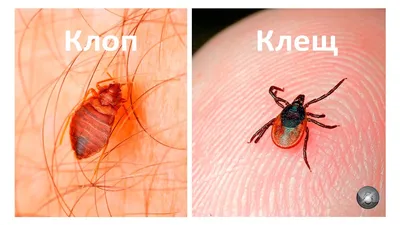 Как выглядят домашние клопы и как отличить их от других насекомых