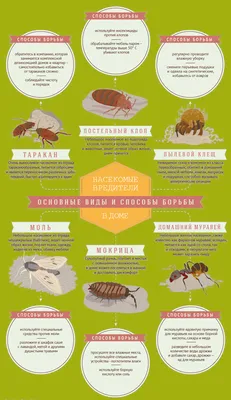 Виды домашних вредителей-насекомых | Способы борьбы с насекомыми