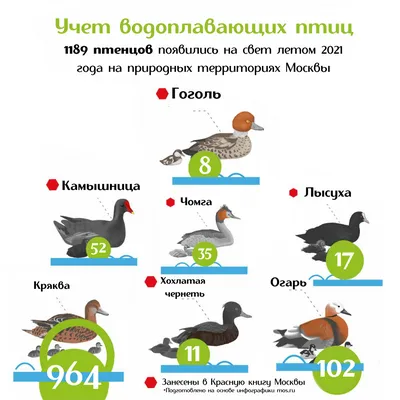 Танец маленьких утят: более 1 000 птенцов водоплавающих птиц появилось  летом на природных территориях Москвы | Мосприрода | Дзен