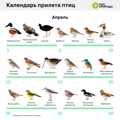 Когда в Москву возвратятся перелетные птицы