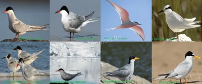 Птица Крачка - описание, виды, фотографиии и пищевая ценность
