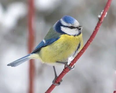 Синица лазоревка: описание породы птиц, внешний вид и фото птицы | ZOODOM