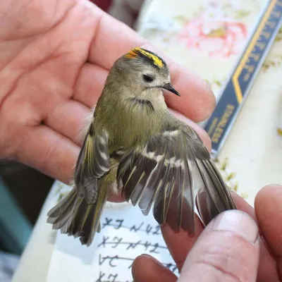 В национальном парке «Чикой» окольцевали самых маленьких птиц России