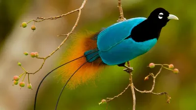 Самые красивые птицы в мире (30 фото, факты)