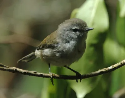 Самые маленькие птицы нашей планеты - KnowHow