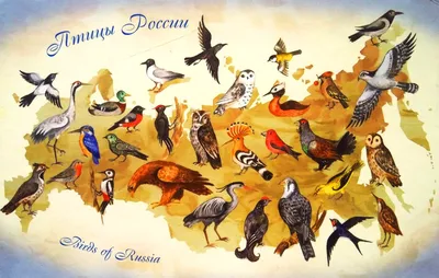 Птицы России 🌟 Список, виды, название, описание, ареал, фото и видео -  «Как и Почему»