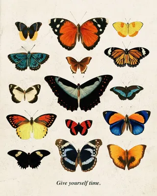 Разные виды бабочек - 77 фото