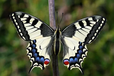Виды бабочек: фото, названия и описание самых красивых и распространенных  насекомых