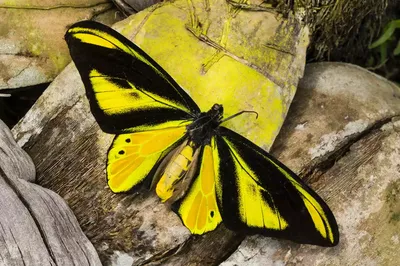 14 Невероятно редких видов бабочек | Знание – свет