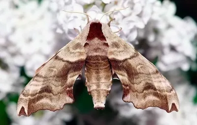 Ночные бабочки – насекомые, фото с названиями