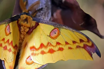 20 Видов мотыльков, которые красивее бабочек | Знание – свет