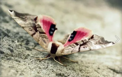20 Видов мотыльков, которые красивее бабочек | Знание – свет