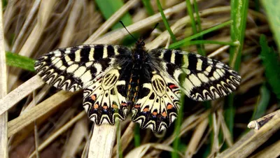 Учёными обнаружены новые для Мордовии виды бабочек
