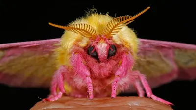 10 Самых Красивых Видов Ночных Бабочек (Мотыльков)