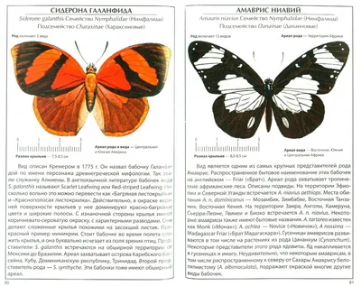 Иллюстрация 1 из 1 для Бабочки | Лабиринт - книги. Источник: Лабиринт