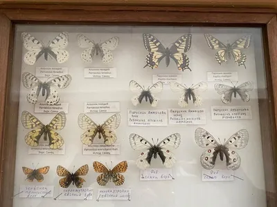 Редкие виды бабочек обнаружили в Якутии — ЯСИА