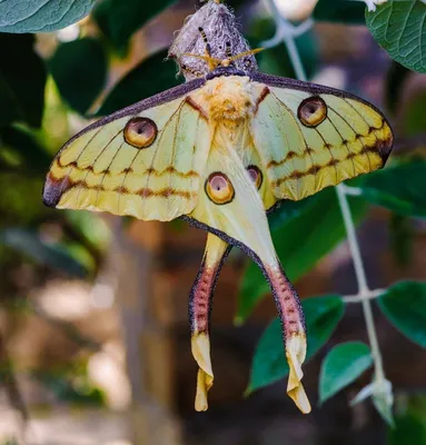 Определитель бабочек россии ночные бабочки - 35 фото: смотреть онлайн