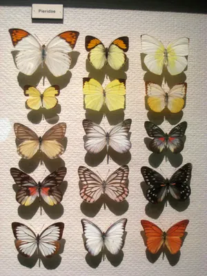 Белянки (бабочки) — Википедия