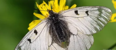 Немецких бабочек собрали в полный атлас – DW – 29.05.2020