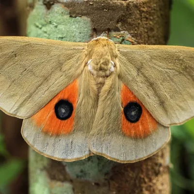 Виды ночных бабочек - 63 фото: смотреть онлайн