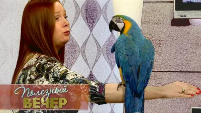 ТОП-36 видов попугаев: названия, описание, фото, видео