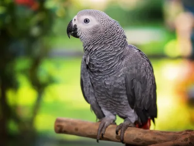 Кто из попугаев самый разговорчивый | Птица дома | Дзен