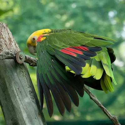 10 видов самых крупных попугаев | FotoRelax
