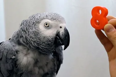Попугаи жако доказали, что думают, когда говорят | Санкт-Петербургский  государственный университет