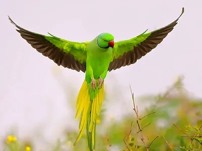 Виды попугаев: описание, названия, интересные факты - Animallist.ru