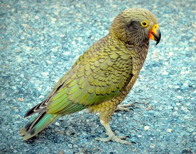 Попугай кеа: описание, где обитает, чем питается, сколько живет