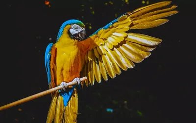 Попугай Ара: [фото и описание, виды этой красивой птицы]