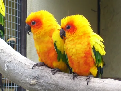 Виды домашних попугаев - 72 фото