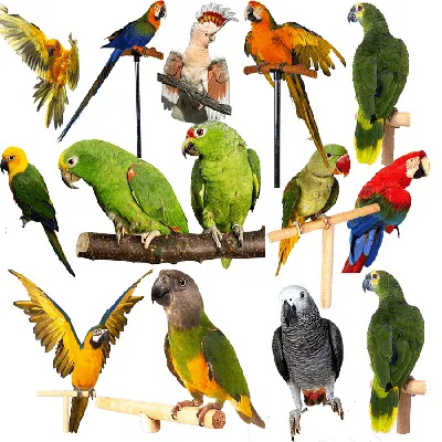 Виды попугаев и названия фото