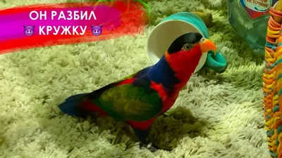 Топ-20 самых красивых попугаев в мире