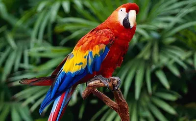 Почему ара живут дольше остальных попугаев? | Пикабу