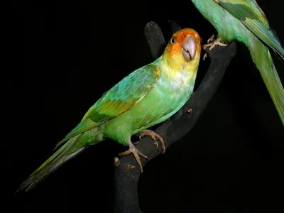 Каролинский попугай — Википедия