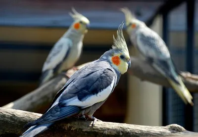 Попугай Корелла: фото и описание, виды, места обитания, что едят